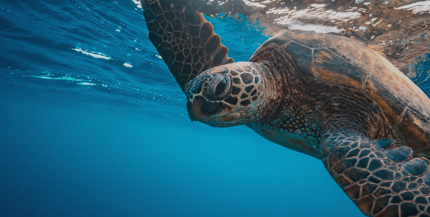marine-conservation-calmerceuticals.jpg