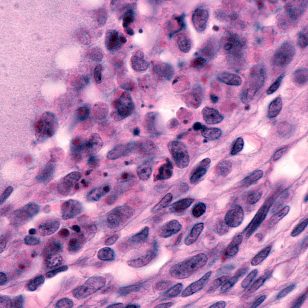 Caffeine &amp; EGCG 
(Green Tea Extract)