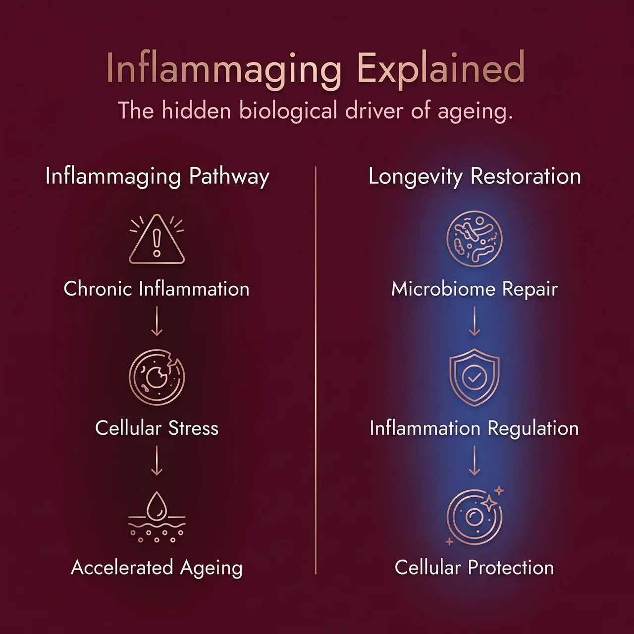 Microbiome-First Longevity Support