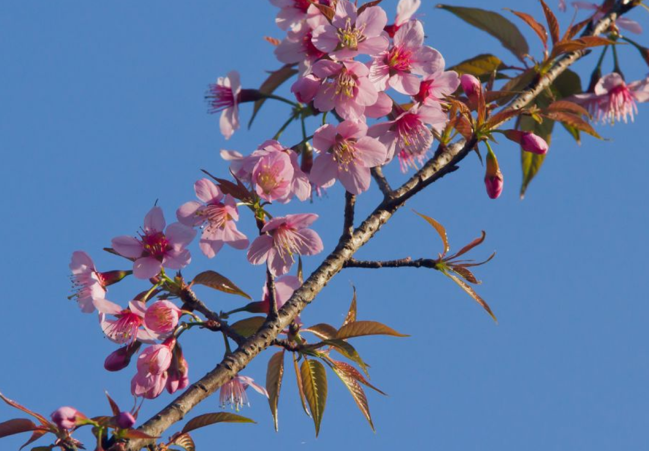 Prunus Cerasoides