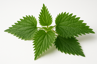 Nettle Leaf image for product page
